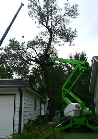Coon Rapids Tree Pruning Coon Rapids Tree Removal
