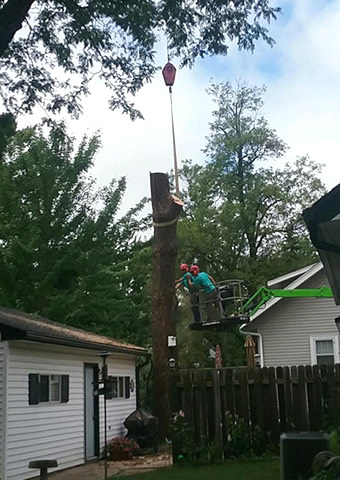 Princeton Tree Service Princeton Tree Removal